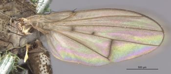 Media type: image;   Entomology 11137 Aspect: Wing front